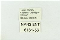 阿里山鐵灰蝶藏品圖，第3張