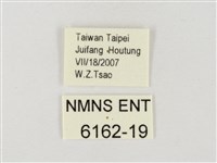 飛龍白粉蝶藏品圖，第3張