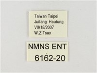 飛龍白粉蝶藏品圖，第3張