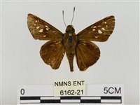 巨褐弄蝶藏品圖，第1張