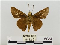 巨褐弄蝶藏品圖，第2張