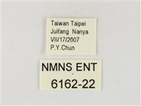 飛龍白粉蝶藏品圖，第3張