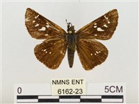 奇萊禪弄蝶藏品圖，第1張