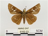 奇萊禪弄蝶藏品圖，第2張