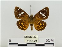 大流星弄蝶藏品圖，第1張