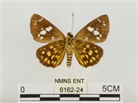 大流星弄蝶藏品圖，第2張