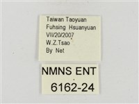 大流星弄蝶藏品圖，第3張