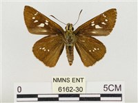 奇萊禪弄蝶藏品圖，第2張