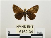 萬大弧弄蝶藏品圖，第1張