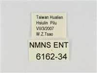 萬大弧弄蝶藏品圖，第3張