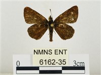 萬大弧弄蝶藏品圖，第1張