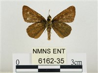 萬大弧弄蝶藏品圖，第2張