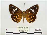 大流星弄蝶藏品圖，第1張