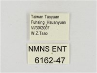 大流星弄蝶藏品圖，第3張