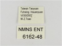 臺灣流星弄蝶藏品圖，第3張