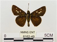 昏列弄蝶藏品圖，第1張