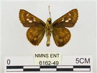 昏列弄蝶藏品圖，第3張