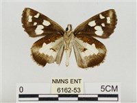 薑弄蝶藏品圖，第2張