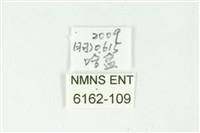 藍丸灰蝶藏品圖，第3張