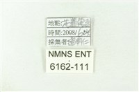 線灰蝶藏品圖，第3張