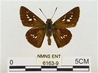 長紋禪弄蝶藏品圖，第1張