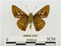 長紋禪弄蝶藏品圖，第2張