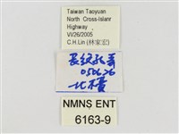 長紋禪弄蝶藏品圖，第3張