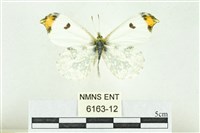 黃尖襟粉蝶藏品圖，第1張