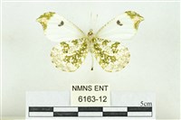 黃尖襟粉蝶藏品圖，第2張