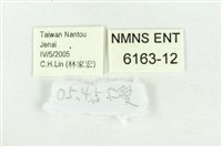 黃尖襟粉蝶藏品圖，第3張