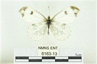 黃尖襟粉蝶藏品圖，第1張