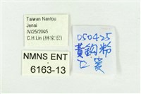 黃尖襟粉蝶藏品圖，第3張