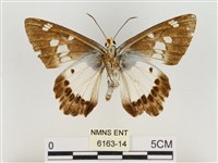 小紋颯弄蝶藏品圖，第2張