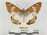 臺灣颯弄蝶藏品圖，第2張