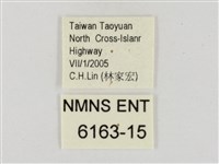 臺灣颯弄蝶藏品圖，第3張