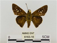 巨褐弄蝶藏品圖，第1張