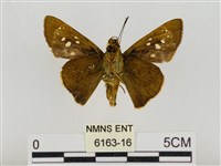 巨褐弄蝶藏品圖，第2張