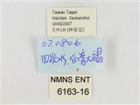 巨褐弄蝶藏品圖，第3張