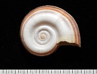 登錄號:006178-00048藏品圖，第1張