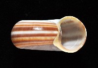 登錄號:006178-00048藏品圖，第2張
