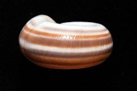 登錄號:006178-00048藏品圖，第3張