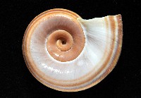 登錄號:006178-00048藏品圖，第4張