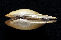 深淵馬刺蛤藏品圖，第3張