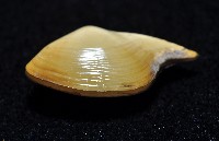 深淵馬刺蛤藏品圖，第4張