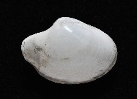 白玉杓蛤藏品圖，第2張