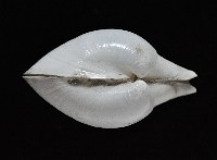 白玉杓蛤藏品圖，第4張