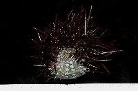 紫海膽藏品圖，第1張