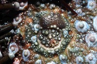 紫海膽藏品圖，第3張
