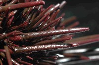 紫海膽藏品圖，第4張