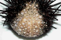 口鰓海膽藏品圖，第2張